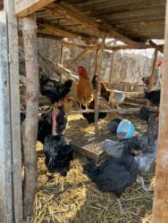 в связи с переездом отдам попугая жако в добрые руки: Башка жаныбарлар