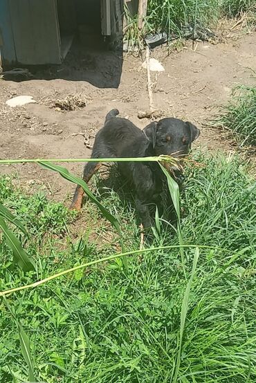 coban iti satisi: Кокер спаниель, 2 года, Самец, С прививками, Платная доставка