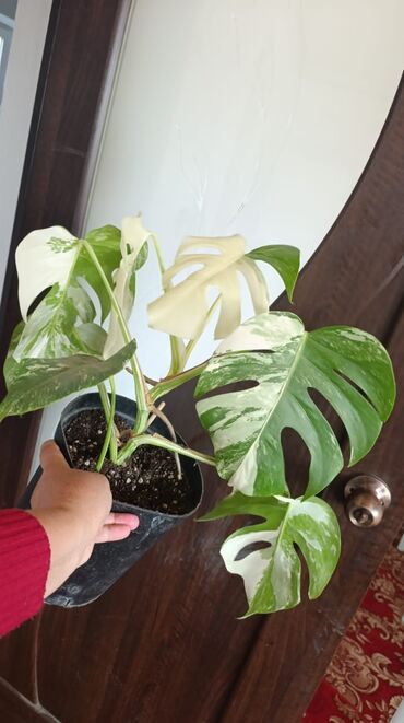 купить листья винограда для долмы: Монстера вариегатная (Monstera deliciosa variegata) в пластиковом