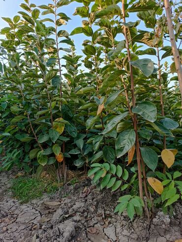 Tinglər: Her sor tinglermiz movcuddur yerli və xarici sortlar var sortlara — 14