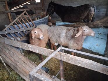 Бараны, овцы: Продаю | Баран (самец) | Арашан | На забой | Матка — 12