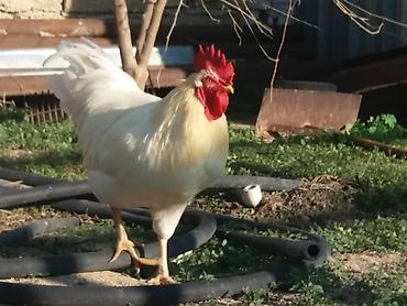 ağ baliq: Tam sağlam damazlığ ağ xoruz ünvan Binə qəsəbəsində vatsap var — 2