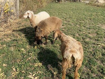 оборудование для корма: Продаю | Баран (самец), Ягненок | Полукровка | Для разведения, На забой, Для шерсти | Кастрированные, Ярка, Осеменитель