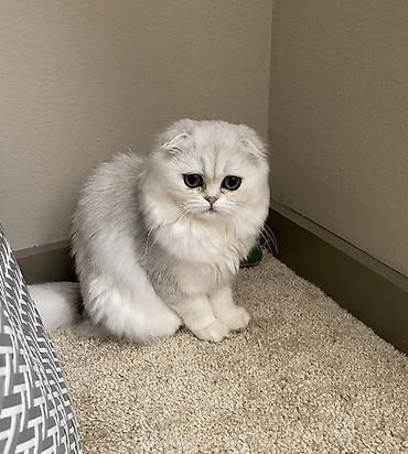 Pişiklər: Şotland — 9