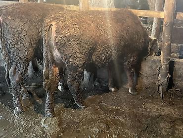 Коровы, быки: Продаю | Бык (самец) | Герефорд — 3