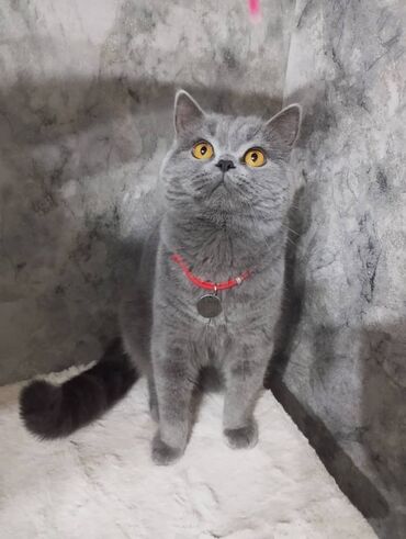серый кот: Вязка!Не продажа молодой кот Шотландский страйт