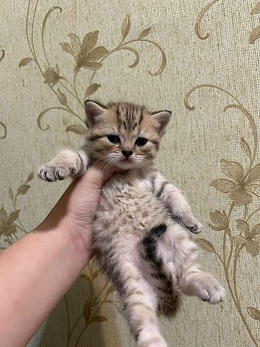 Кошки: Шотландская вислоухая — 1