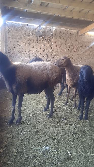 Бараны, овцы: Продаю | Овца (самка) | Для разведения | Ярка — 1