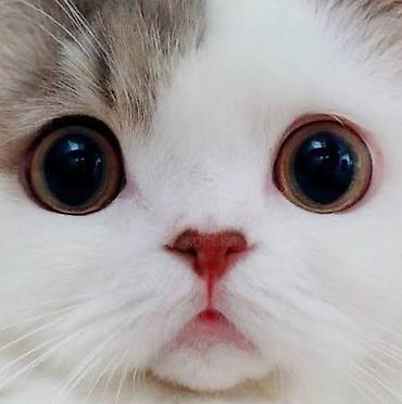 🐾 Гостиница для кошек — забота и комфорт, пока вас нет 🐾 Уезжаете в at lalafo.kg 🐾 Гостиница для кошек — забота и комфорт, пока вас нет 🐾 Уезжаете в