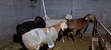 продаю овец: Продаю | Баран (самец) | Гиссарская, Арашан | На забой, Для разведения
