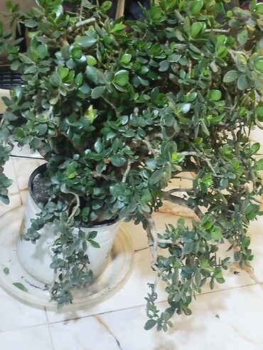 Otaq bitkiləri: Succulent “Pul ağacı” (Crassula ovata) – iri, kolvari formaya — 7