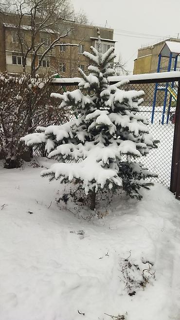 Ель: Ель голубая (Picea pungens), выращенная на участке. Описание: - — 7