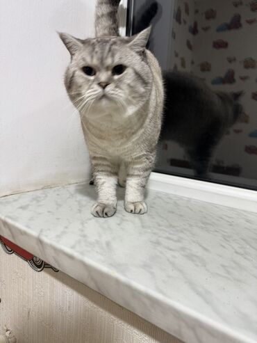 Pişiklər: Britan — 8