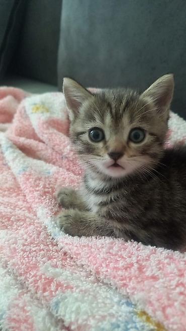 Pişiklər: Şotland — 3