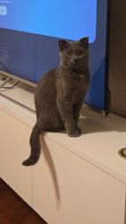 котята в баку бесплатно: Pulsuz sahiblendirilir