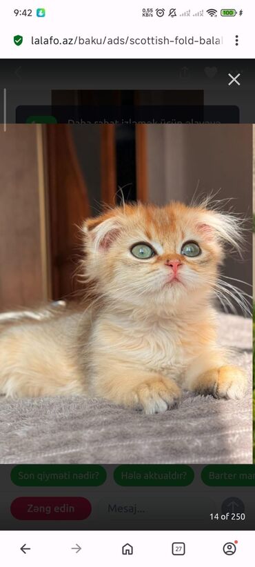 Pişiklər: Britan yastı qulaq, Erkək, Dişi, Yaxşı əllərə, Ünvandan götürmə, Pulsuz çatdırılma, Ödənişli çatdırılma — 39