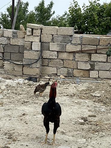 heyratılar: Heyratı xoruz tam sağlamdır ideal formadadır — 8