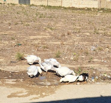 купить хаски щенка: 5 ədəd qaz var 2 erkək 3 fərə 1 ədədi 35 Azn itəyən olsa əlaqə saxlaya lalafo.az -da купить хаски щенка: 5 ədəd qaz var 2 erkək 3 fərə 1 ədədi 35 Azn itəyən olsa əlaqə saxlaya