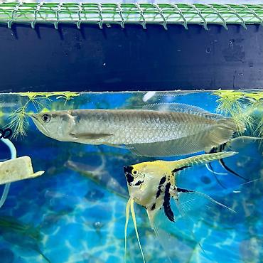 Аквариумы: Рыбки | Аквариумы | Оборудование Жемчужина магазин аквариумистики🐠 — 32