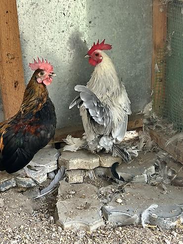 avcarka bala: Cüt dekorativ xoruzlar – bantam ölçüdə, nümayiş və damazlıq üçün — 1