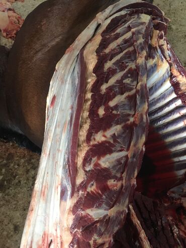 Куплю с/х животных: Куплю | Лошади, кони | Круглосуточно, Любое состояние, Забитый — 5