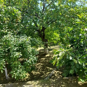 Günlük kirayə evlər: 250 kv. m, 5 otaqlı, Artezian quyusu, Telefon, İnternet -da lalafo.az — 23 Günlük kirayə evlər: 250 kv. m, 5 otaqlı, Artezian quyusu, Telefon, İnternet — 23