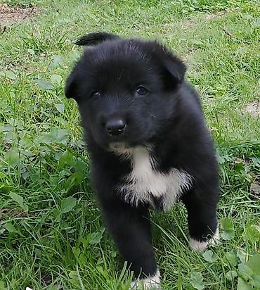 qurdbasar it: Samoyed, 1 ay, Erkək, Ünvandan götürmə — 2