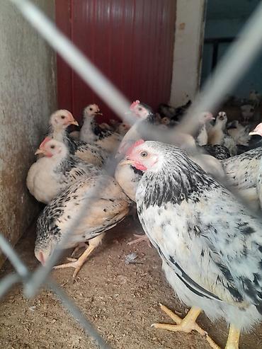bulbul quşu satışı: Salam 3 ayliq cucelrdi tam saglam her bir qulluqda olunub unvan — 2
