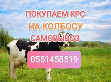 продаю утка: Куплю | Коровы, быки, Лошади, кони | Круглосуточно, Любое состояние, Забитый