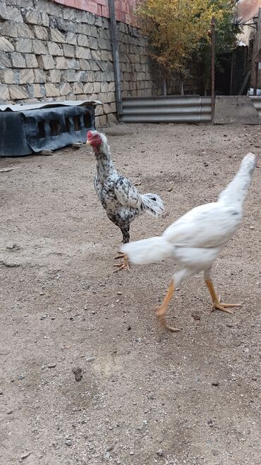 Toyuqlar: Toyuq, Damazlıq, Ünvandan götürmə — 6