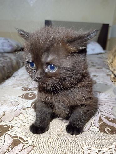 Pişiklər: Britan — 1