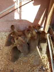 Pişiklər: Krasnodar sortu lal ördək balası 10 günlük 10ədəd biri 7 AZN ünvan