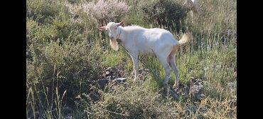 в связи с переездом отдам попугая жако в добрые руки: Сатам | Теке (эркек) | Заанен | Көбөйтүү үчүн | Асыл тукумдуу, Жасалма жол менен боозутуу
