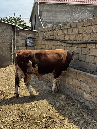 inək: İki baş təmiz qan erkək simmental dana satılır. Böyüyünün 1 yaşı var — 10