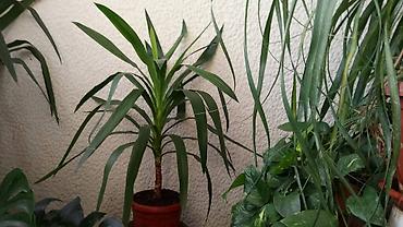 Ostale kućne biljke: Yucca, Drvo Života, 140 centimetara visina, dva stabla iz saksije sa — 2