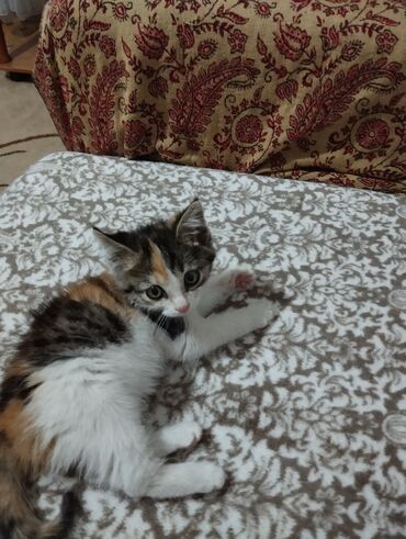 шатландский кот: В добрейшие руки пристраивается трехцветное Счастье! Девочка. 2