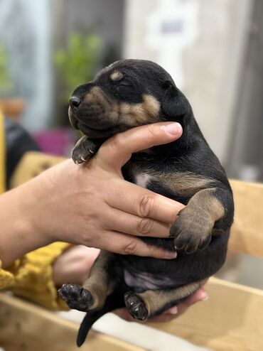 İtlər: Doberman, Erkek — 7