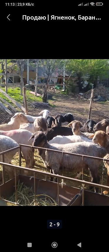 ит итер ош: Продаю | Овца (самка), Ягненок, Баран (самец) | На забой | Кастрированные, Матка — 2