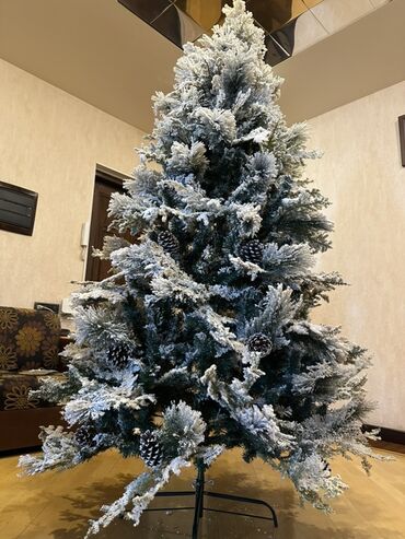 Yeni il ağacları: Qarlı Yenil ağacı – şam qozalarıda var üzerinde. Hündürlük- 2,1 -da lalafo.az — 6 Yeni il ağacları: Qarlı Yenil ağacı – şam qozalarıda var üzerinde. Hündürlük- 2,1 — 6