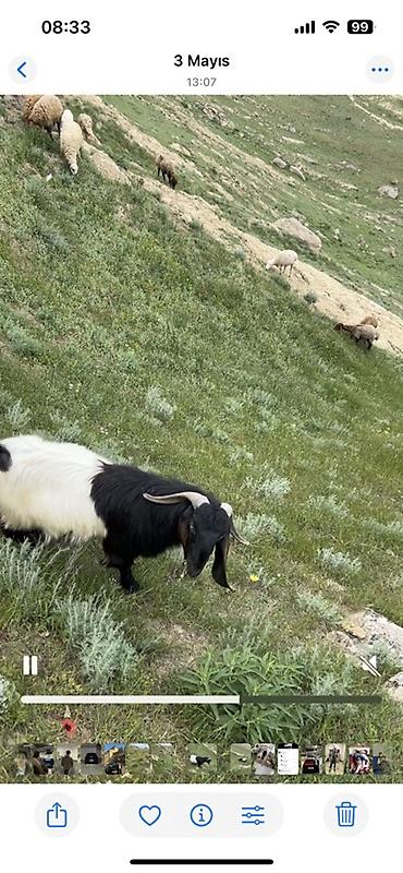 tutuquşu satılır: Erkək, Hələb, il: 2, Damazlıq, Ünvandan götürmə — 3
