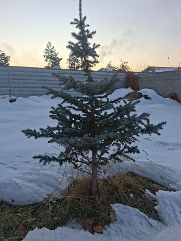 Декоративные деревья: Саженцы деревьев: Ели — 5