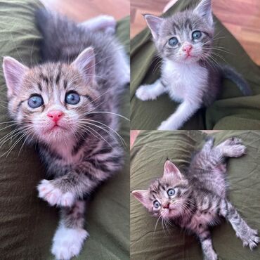 нашли кота: 3 очаровательных пушистых пацана ищут дом 😍 Котики 1,5 месяца