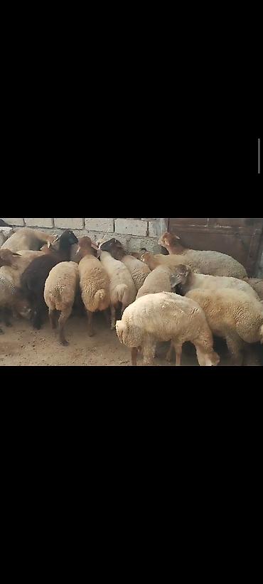 qoyun sekilleri: Salam hər vaxtınız xeyir olsun. Erkək quzulardı Diri çəkisi 9 manat 30 — 2