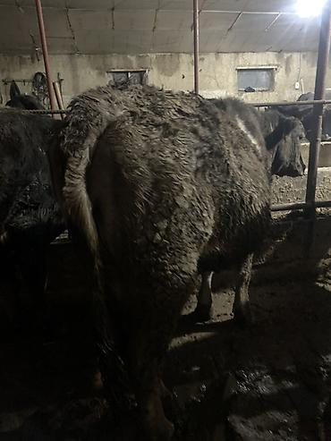 Коровы, быки: Продаю | Корова (самка) | Для молока | Привязанные — 2