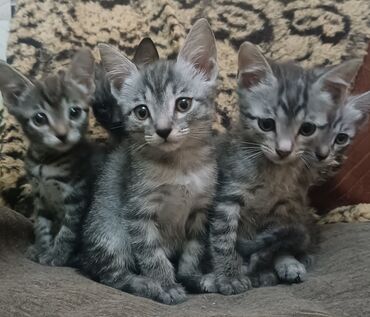 тигровые котята: Котята серого окраса с тигровыми полосами. - Возраст на фото