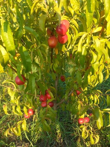 göycayda torpaq: 16 sot, Tikinti, Mülkiyyətçi, Kupça (Çıxarış)