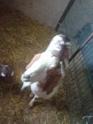 купить собаку объявления: Продаю | Коза (самка), Козёл (самец) | Нубийская, Камори | Для разведения, Для молока | Племенные