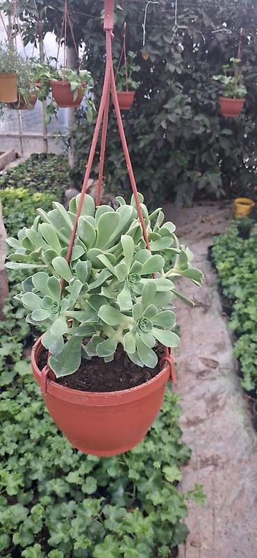roza: Sukulent (Echeveria tipli) – qara plastik dibçəklərdə - Bitki tipi — 1