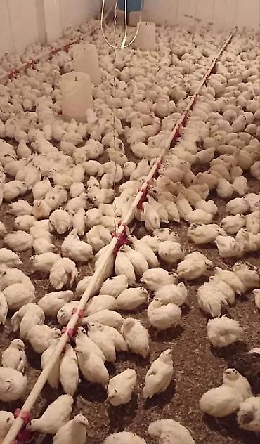 Digər quşlar: Bildirçin satışı✅. ev şəraitində saxlanılmış bildirçinlər ferma — 9