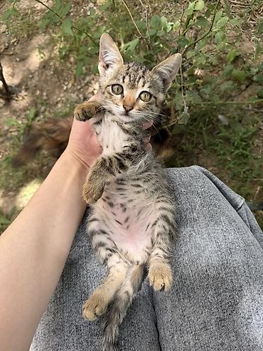 котята шиншиллы: Котята – ласковые, игривые ищут 🏡 Разные окрасы: - бело-серый с — 3
